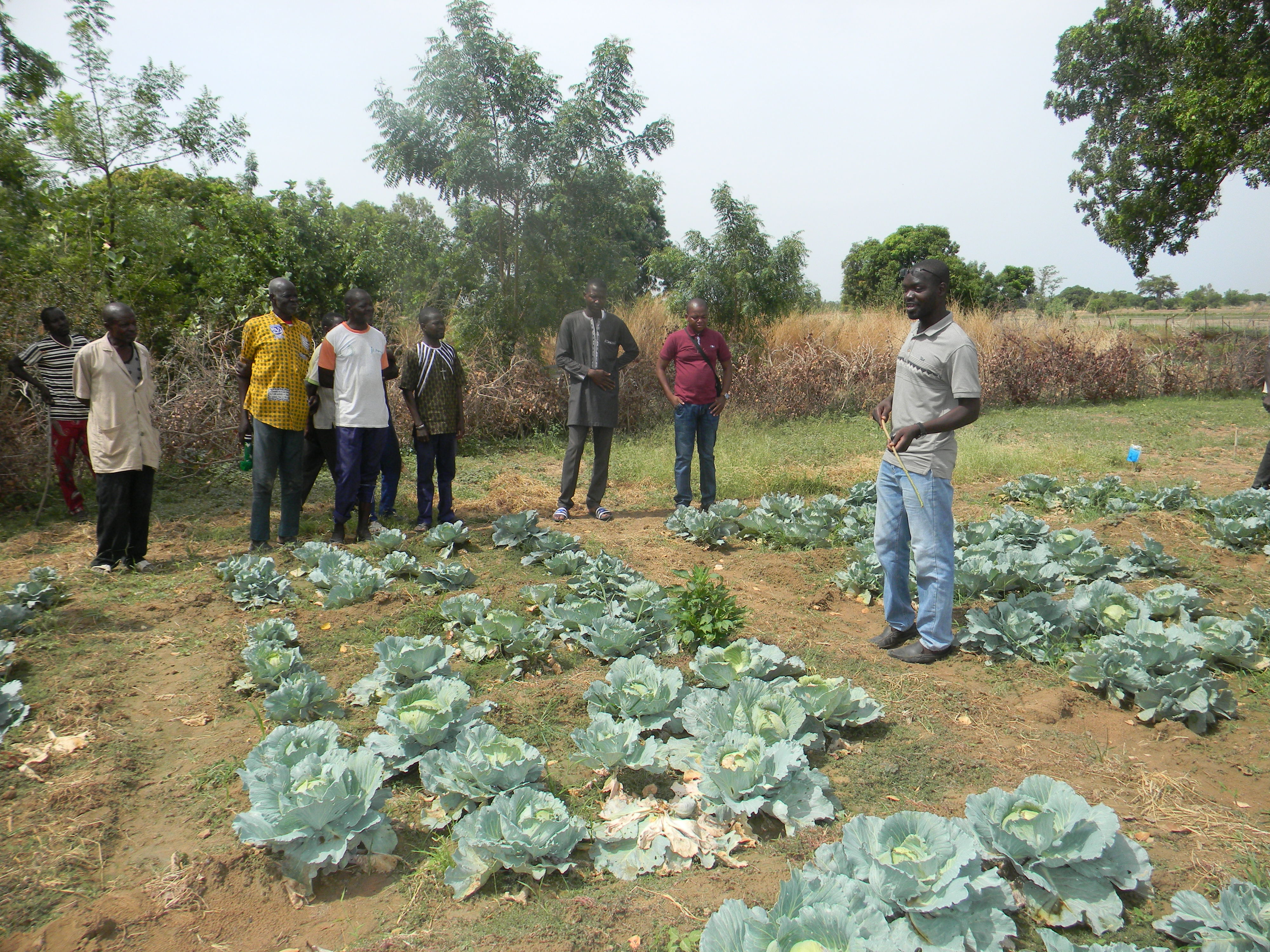 Urban agriculture in Ouagadougou